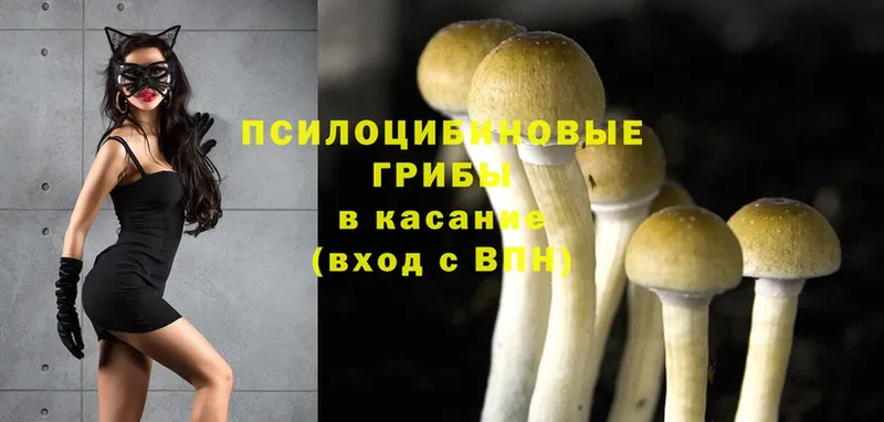 Галлюциногенные грибы Psilocybe  купить наркотики сайты  Богучар 